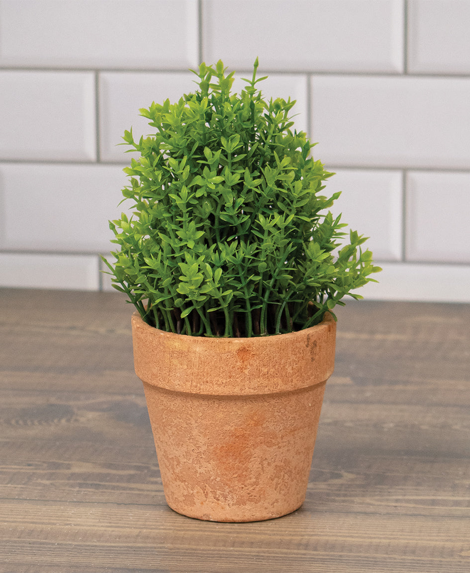 potted boxwood plants Potted Mini Boxwood 6.5"H – Kimco for the Home